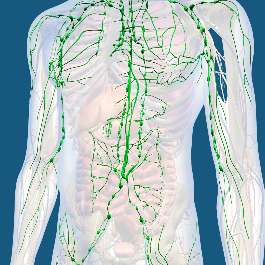 The Magnificent Lymph System